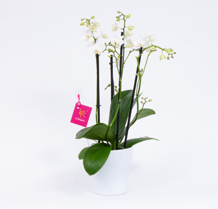 Orquídea multiflora blanca – Floreria las Margaritas