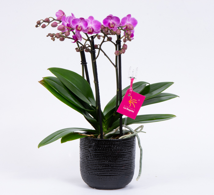 Orquídea multiflora lila – Floreria las Margaritas