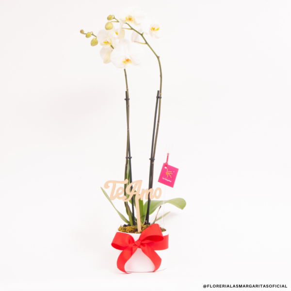 RAPPI orquídea blanca te amo